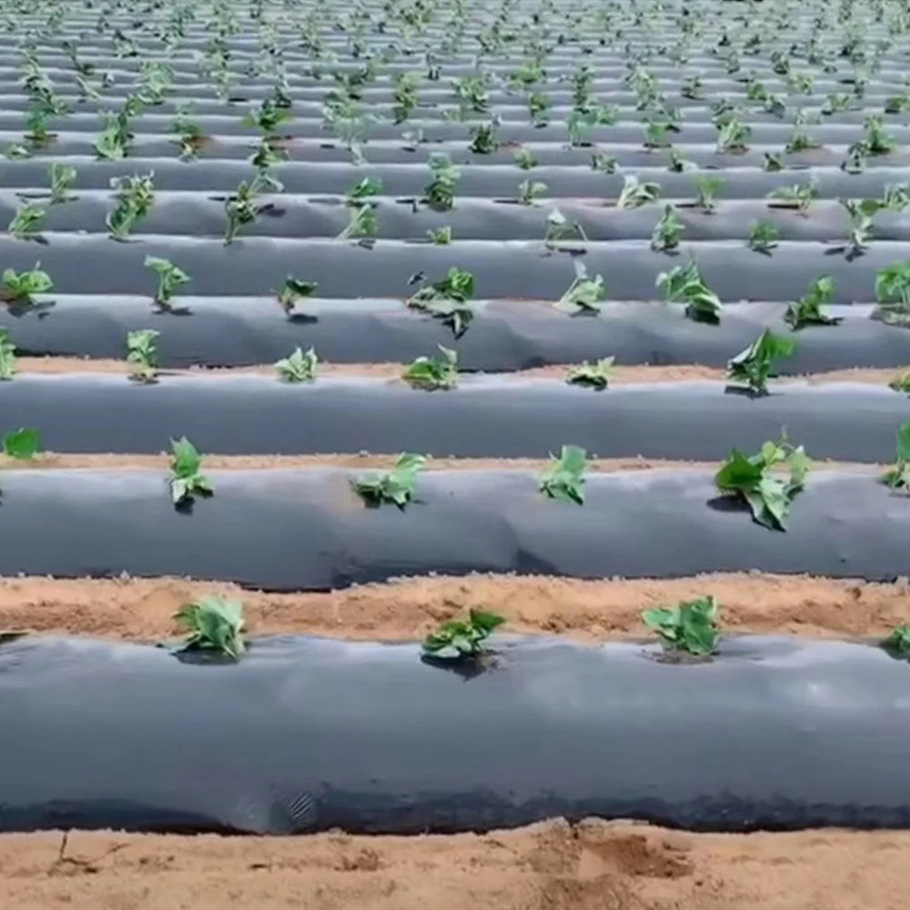 Sode Filmas Žemės Ūkio Daržovių Juoda Plėvele Augalai Plastiko Perforuotas Plastikinis Mulčias Mulčiavimas Membrana