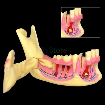 Dantų Keičia Apatinio Žandikaulio Mokymo Modelį Dantų Anatomijos Demonstravimo Tyrimas