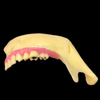 Dantų Keičia Apatinio Žandikaulio Mokymo Modelį Dantų Anatomijos Demonstravimo Tyrimas