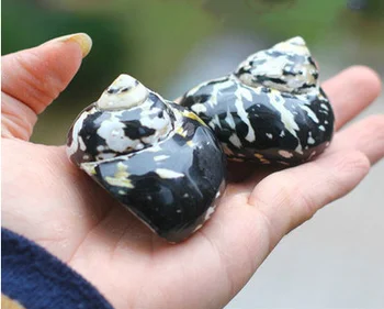 Juoda King Kong Turbaną Seashell Gamtos Myli Shell Atsiskyrėlis Krabų Vėžiagyvių Platforma Žuvų Bakas Vestuvių Namų Puošybai